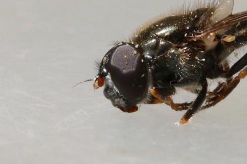 Cheilosia soror